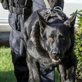 Bildercollage: Diensthund und Kriminaltechniker der Polizei Münster