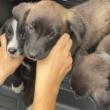 Drei Hundewelpen im Fußraum eines Autos