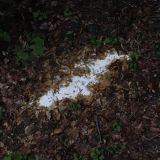Zwei Fotos zeigen die aufgefundene weiße Substanz, einmal als Nahaufnahme, einmal mit der Umgebung eines Waldstücks.