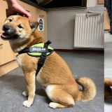 ausgesetzter Hund Kanal Münster