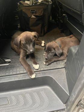 Hundewelpen im Innenraum eines Fahrzeugs