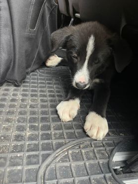 Hundewelpe im Fußraum eines Autos