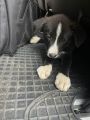 Hundewelpe im Fußraum eines Autos
